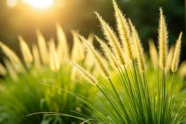 Ostnica Pony Tails Kompozycje – Przewodnik po Aranżacjach i Uprawie